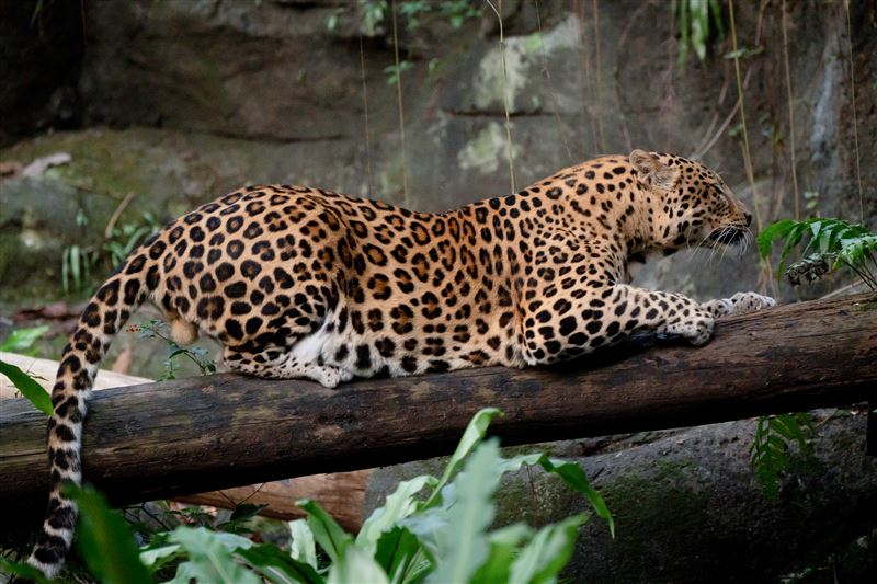 北市動物園花豹「花郎」陪伴許多小朋友長大，今天傳出病逝消息，讓粉絲們十分不捨。（圖/台北市立動物園提供）