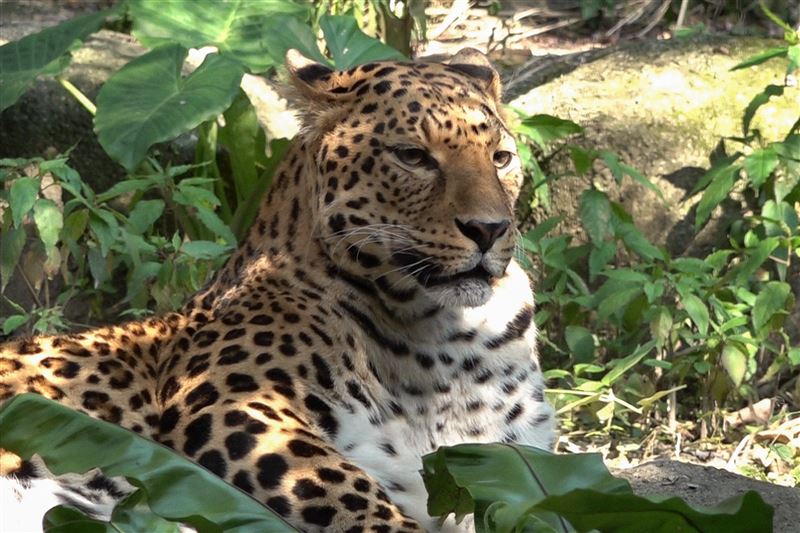 「花郎」離開人間，帶著大家的祝福移民動物星球了。（圖/台北市立動物園提供）