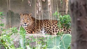 高齡18歲的花豹「花郎」陪伴許多小朋友長大，今天傳出病逝消息，讓粉絲們十分不捨。（圖/台北市立動物園提供）