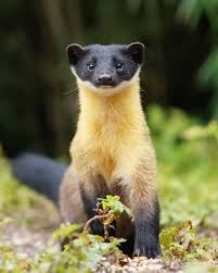 黃喉貂主要分布於海拔300至3,900公尺的原始森林，牠擁有亮黃皮毛、靈活身形及獨特的雄性合作狩獵行為，玉山國家公園塔塔加遊憩區是目前台灣山區目擊黃喉貂最佳地點。(圖/翻攝維基百科)