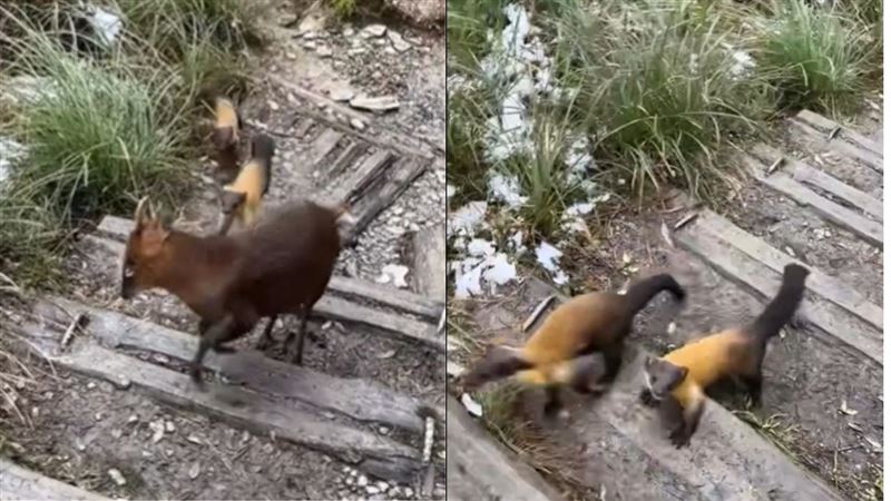 2支黃喉貂夾擊山羌的影片，山羌淒厲慘叫迴盪山谷，嚇壞不少網友。(圖/翻攝threads@jean0624)