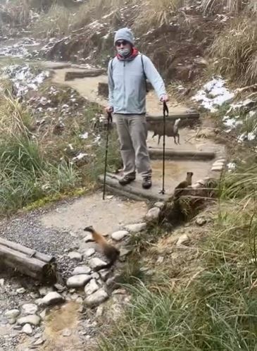 被黃喉貂「追殺」的山羌一度躲到登山客身後，嚇得大夥「石化」不敢動。(圖/翻攝threads@jean0624)
