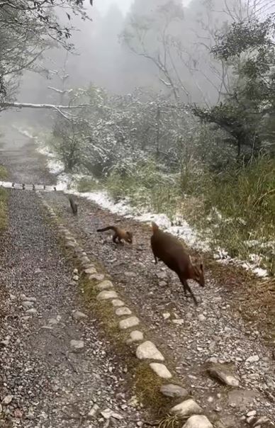 山羌一路跑給黃喉貂追，最後腳體力不支摔進山谷草叢，遭黃喉貂活活咬死。(圖/翻攝threads@jean0624)