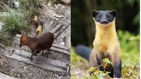 黃喉貂主要分布於海拔300至3,900公尺的原始森林，以中海拔最為常見。牠擁有亮黃皮毛、靈活身形及獨特的雄性合作狩獵行為，雜食性，玉山國家公園塔塔加遊憩區是目前臺灣山區目擊黃喉貂最佳地點。。(圖/翻攝維基百科)