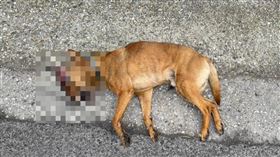 新北,八里,閃避,狗,犬隻,車禍,摔車,機車騎士,雙載。（圖／翻攝畫面）