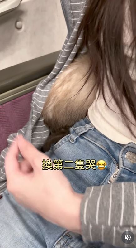 林逸欣帶小貓搭高鐵，因小貓不停哭叫，便將幼貓從外出籠抱出。（圖／翻攝自IG @sharalinmusic）