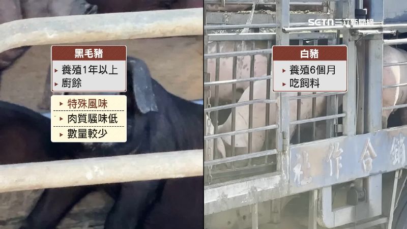 黑毛豬與白豬差別