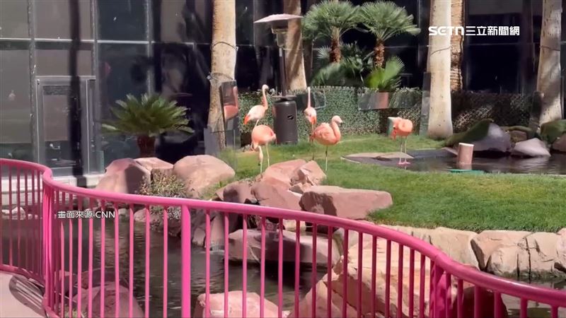 美國拉斯維加斯知名紅鶴飯店發生虐待動物案