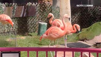 醉男大鬧賭城強擄紅鶴　房內驚見斷翅血跡