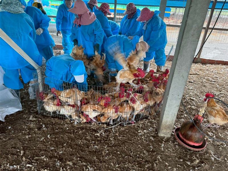 雲林水林鄉養雞場爆發禽流感疫情，縣府緊急撲殺清場。（圖／雲林縣府提供）