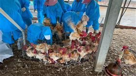 禽流感,雲林,水林鄉,H5N1,撲殺,養雞場（圖／雲林縣府提供）