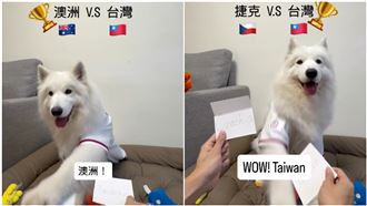 韓澳戰攸關台灣晉級命運！神犬預言曝光了