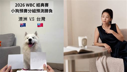 薩摩耶犬命中台灣4場賽事　六月霸氣出手