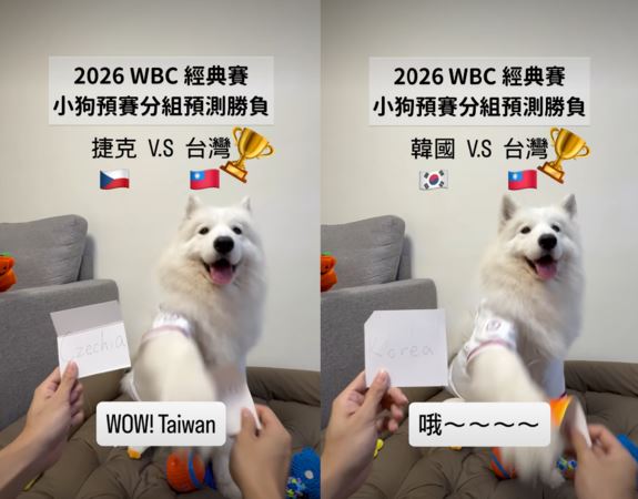 薩摩耶萊芙精準預言台灣隊的4場預賽結果，被網友封為「國師狗」。（圖／翻攝自IG@lifewang_samoyed）