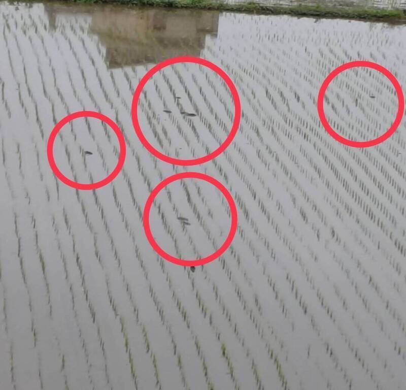 羅東運動公園附近水稻田傳出大批候鳥暴斃（紅圈處），外界質疑是否投放防治福壽螺藥物，導致候鳥誤食死亡。（圖由陳姓讀者提供）