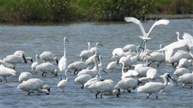 守護候鳥樂園  布袋鹽田招募志工嘉義布袋鹽田濕地位於嘉南平原沿海區域，是國際鳥盟認定的重要野鳥棲息地，黑面琵鷺更是冬季常客，高雄鳥會將招募志工守護這片候鳥樂園。（高雄鳥會提供）中央社記者蔡智明傳真  114年10月3日