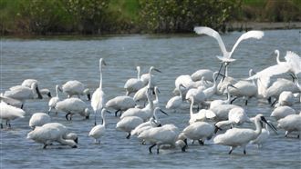 羅東現大量候鳥死亡　不排除誤食毒物