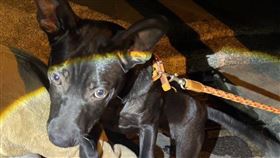 小黑狗遭虐，飼主揮棒鞭打頭，拿菸燙，民眾不忍報警，安置，開罰1萬5以上(圖／台中市動保處提供)