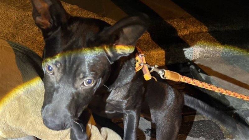 目擊小黑狗遭虐打又菸燙　民眾不忍報警