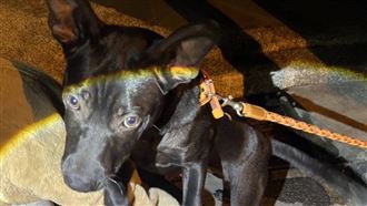 目擊小黑狗遭虐打又菸燙　民眾不忍報警