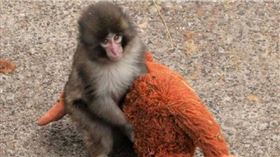 日本千葉縣市川市動植物園1隻名為Punch的小獼猴遭媽媽棄養，只好把紅毛猩猩絨毛布偶當做夥伴，引發全球關注。（圖／翻攝自X，@ichikawa_zoo）