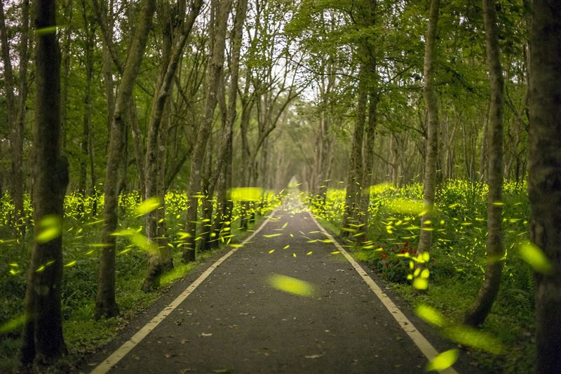福容花蓮店-來場大自然的洗禮與螢火蟲約會吧！（圖／飯店旅宿業者提供）
