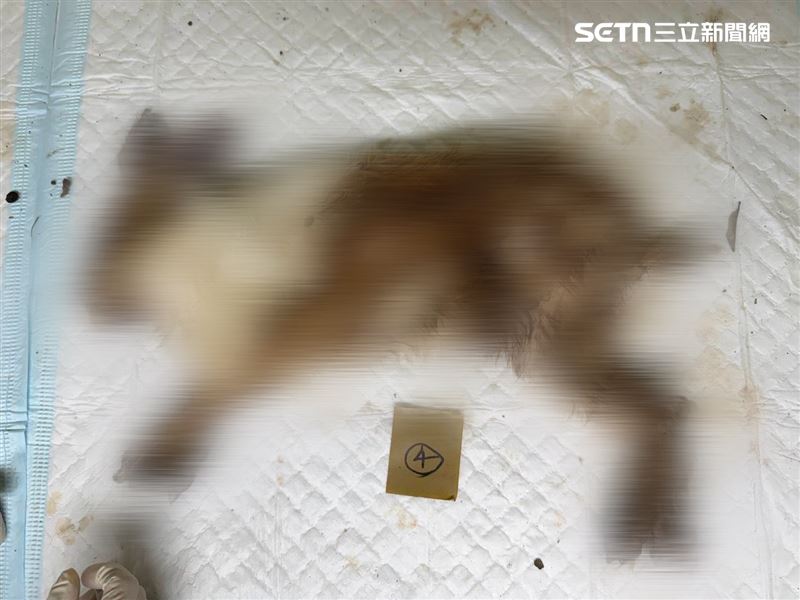 新北市動保處解剖兔屍後，發現兔子不僅全身感染疥癬，還有耳裂、腳底發炎出血等受虐痕跡，且腸胃裡幾乎空無一物。（圖／新北市動保處提供）