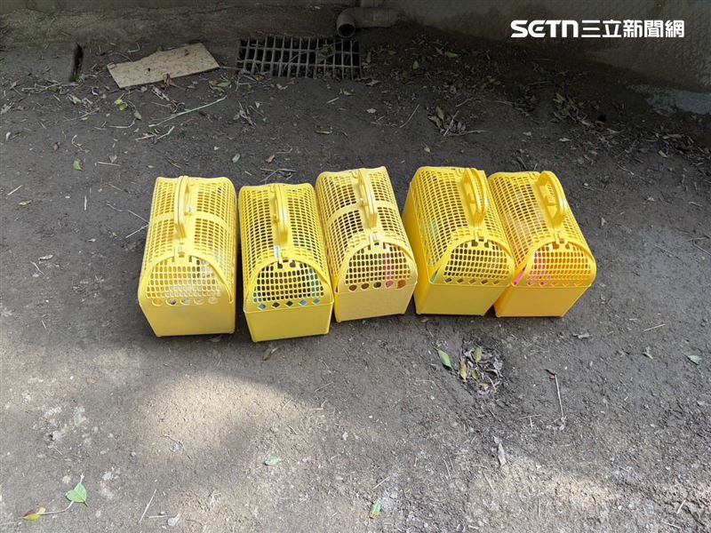 新北市動保處2度稽查後，發現業者並未改善，立即將剩餘兔隻沒入，委由台灣愛兔協會帶回安置照護。（圖／新北市動保處提供）