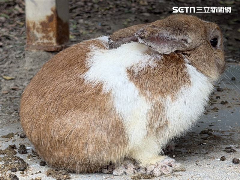 八里知名餐廳利用萌兔當噱頭，但卻未妥善照顧，導致大量兔隻病死。（圖／新北市動保處提供）