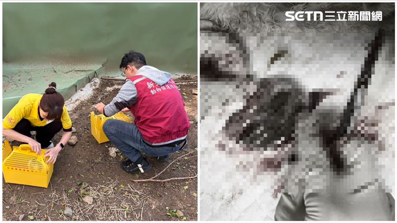 新北知名餐廳「萌兔集體暴斃」死因惹哭網