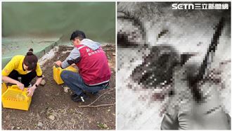 新北知名餐廳「萌兔集體暴斃」死因惹哭網