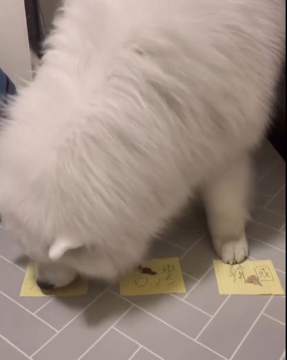 另一隻薩摩耶犬「阿加」預言是澳洲晉級。（圖／取自Threads）