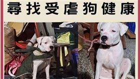 彰化受虐杜告犬失蹤　網懸賞30萬尋屍覓蹤（圖／翻攝畫面）
