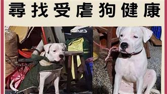 彰化受虐杜告犬失蹤　網懸賞30萬尋屍覓蹤