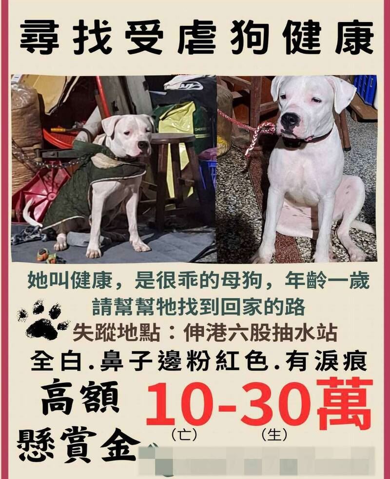 彰化受虐杜告犬「健康」離奇失蹤,至今已一個多月毫無音訊,網提高懸賞獎金至30萬,希望重賞之下必有勇夫。(圖/翻攝畫面)