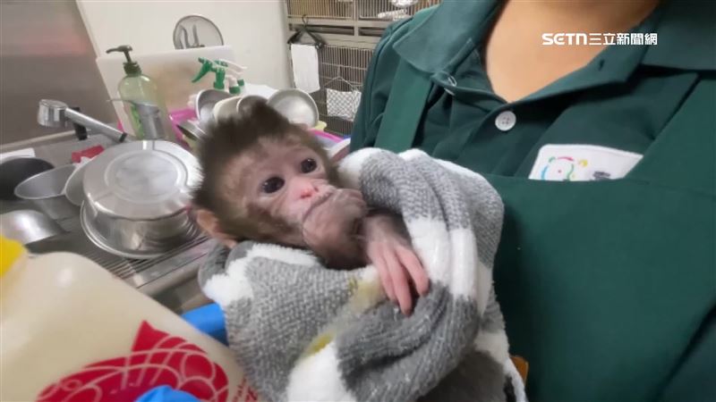 有民眾撿到一隻未滿1個月的小猴子
