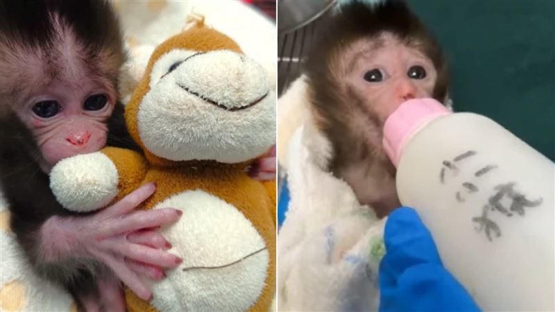 獨／台版Panchi！小猴「抱被被喝奶」超萌