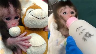 獨／台版Panchi！小猴「抱被被喝奶」超萌