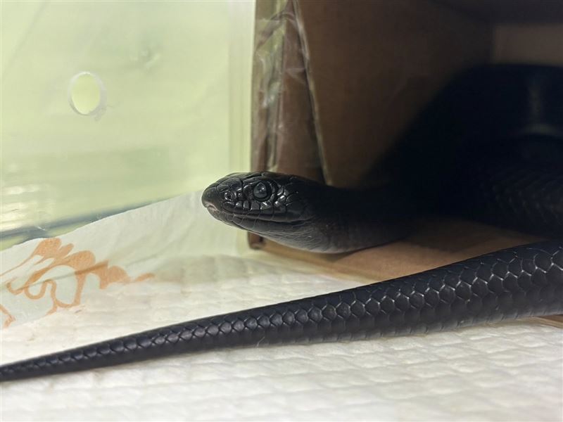 屏東街頭驚見「極黑美蛇」⋯網暴動喊認養:明星級寵物!飼主現身領回了。(圖/翻攝屏東縣政府動物認養及宣導專區臉書)