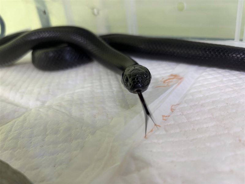 屏東街頭驚見「極黑美蛇」⋯網暴動喊認養:明星級寵物!飼主現身領回了。(圖/翻攝屏東縣政府動物認養及宣導專區臉書)