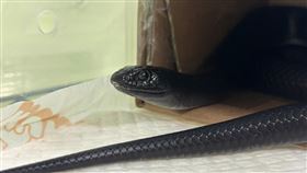 屏東街頭驚見「極黑美蛇」⋯網暴動喊認養：明星級寵物！飼主現身領回了。（圖／翻攝屏東縣政府動物認養及宣導專區臉書）