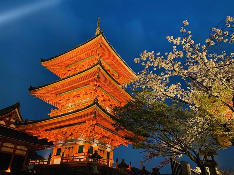 世界花季錯峰賞櫻-京都賞櫻夜遊。（圖／飯店旅宿業者提供）