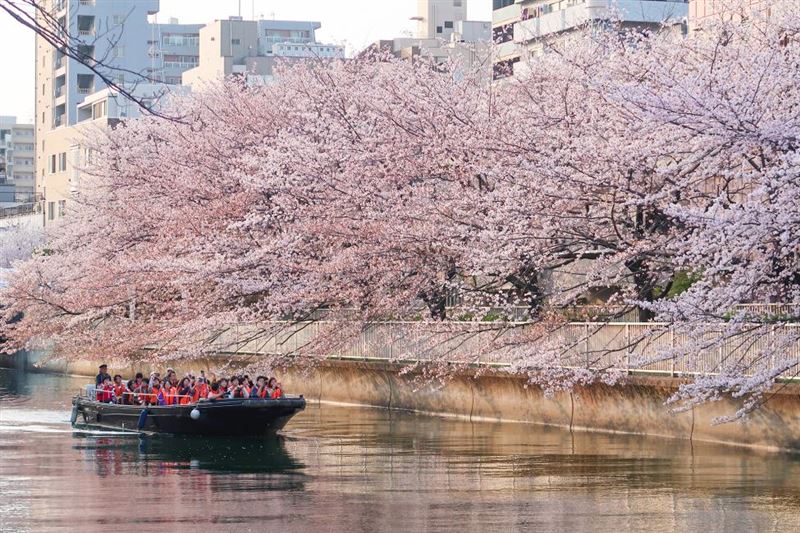 大橫川櫻花迴廊賞花遊船體驗。（圖／飯店旅宿業者提供）