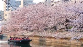 大橫川櫻花迴廊賞花遊船體驗。（圖／飯店旅宿業者提供）