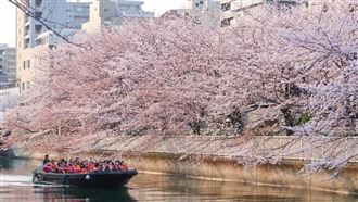 迎賞櫻潮！揭日韓櫻花季錯峰、夜櫻新玩法