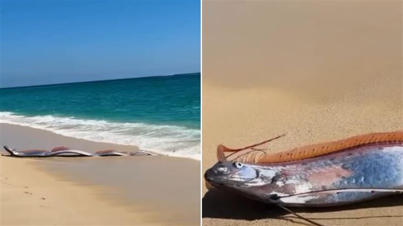 墨西哥民眾在海灘發現皇帶魚擱淺且還活著。（圖／翻攝自IG@monicaandco）