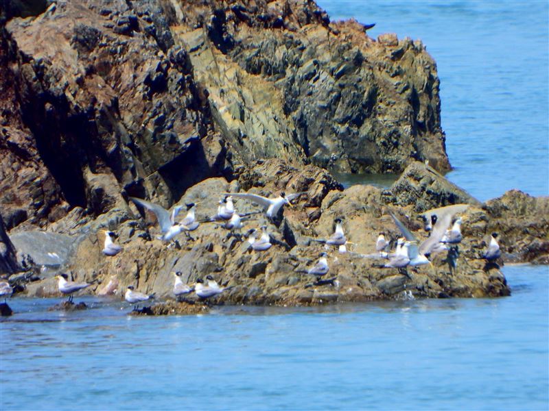 航行於莒光海域間，有機會觀賞白眉燕鷗、鳳頭燕鷗、紅燕鷗等珍稀鳥類翱翔於碧海藍天之間，畫面壯麗動人。（圖／馬管處提供）