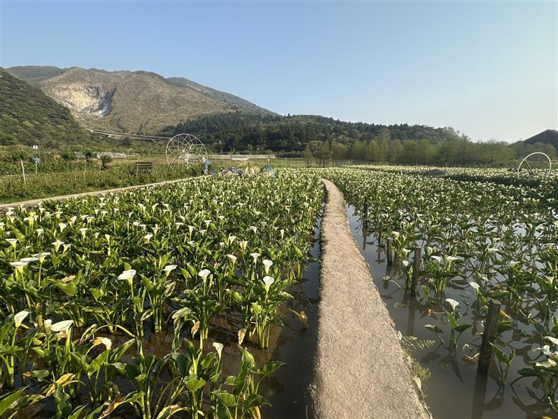 北投晶泉丰旅春季三天兩夜專案推出陽明山海芋花田體驗，走訪花谷海芋園，漫步盛開花田，感受山城花季風景。（圖／飯店旅宿業者提供）