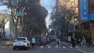 新／台中大晴天路樹突倒塌！連根拔起砸車