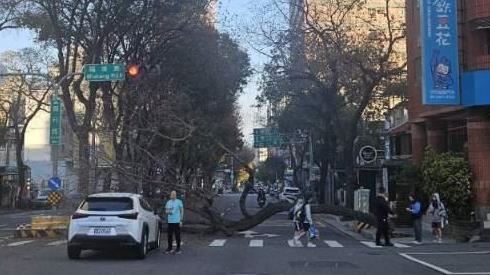新／台中大晴天路樹突倒塌！連根拔起砸車